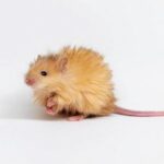 scientists-genetically-engineer-mice-with-thick-hair-like-the-extinct-woolly-mammoth