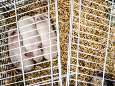 piglets-left-to-starve-as-part-of-a-controversial-art-exhibition-in-denmark-have-been-stolen