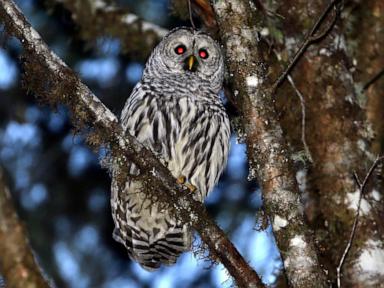lawmakers-urge-trump-administration-to-cancel-owl-killing-plan