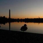 ducks,-once-a-conservation-bright-spot,-are-now-declining-in-the-us,-new-report-shows