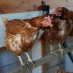 vaccinating-poultry-could-help-cut-soaring-egg-prices-but-us-remains-hesitant