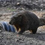 american-influencer-apologizes-for-snatching-australian-baby-wombat-following-outrage