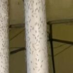 swarms-of-midges-are-bugging-a-tuscan-beach-town,-which-wants-an-emergency-declared-to-help