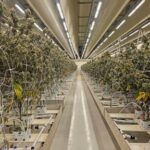 dutch-cannabis-growers-welcome-expansion-of-state-run-experiment-to-make-sales-legal