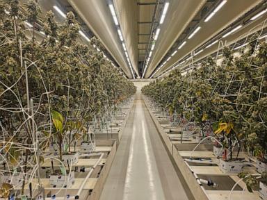 dutch-cannabis-growers-welcome-expansion-of-state-run-experiment-to-make-sales-legal