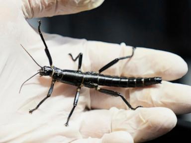 prague-zoo-joins-effort-to-ensure-the-survival-of-rare-insect-once-considered-extinct