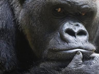 beloved-zurich-zoo-gorilla-euthanized-after-years-of-declining-health