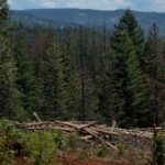 proposed-rule-change-on-endangered-species-triggers-alarm-for-environmentalists