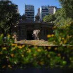 pupy-the-elephant-arrives-at-a-brazil-sanctuary-after-30-years-in-argentine-zoo