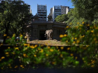 pupy-the-elephant-arrives-at-a-brazil-sanctuary-after-30-years-in-argentine-zoo