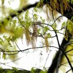 spring-allergies-are-back.-here’s-how-to-check-pollen-levels-and-keep-from-sneezing