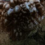 global-coral-bleaching-has-now-hit-84%-of-ocean’s-reefs-in-biggest-ever-event