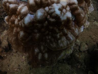 global-coral-bleaching-has-now-hit-84%-of-ocean’s-reefs-in-biggest-ever-event