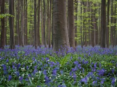 bluebells-and-other-spring-flowers-can-be-nature’s-antidote-to-stressful-times