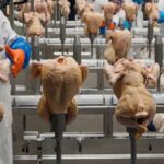 usda-withdraws-a-plan-to-limit-salmonella-levels-in-raw-poultry