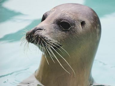 injured-seals-get-care-and-sanctuary-at-a-new-center-in-the-netherlands