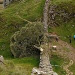 jury-begins-deliberating-in-uk-trial-of-men-accused-of-felling-sycamore-gap-tree