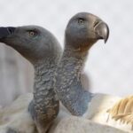 more-than-100-vultures-die-in-a-mass-poisoning-in-south-africa’s-flagship-national-park