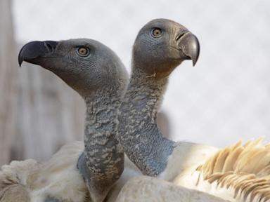 more-than-100-vultures-die-in-a-mass-poisoning-in-south-africa’s-flagship-national-park