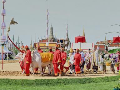 an-elaborate-centuries-old-royal-ritual-in-thailand’s-capital-predicts-a-good-year-for-farmers