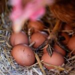 eggs-are-less-likely-to-crack-when-dropped-on-their-side,-according-to-science