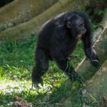 chimpanzees-drum-with-regular-rhythm-when-they-beat-on-tree-trunks,-study-shows