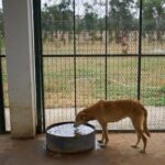 morocco-unveils-policies-it-hopes-bolster-the-care-and-management-of-stray-dogs