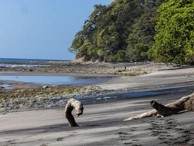 caught-on-camera,-capuchin-monkeys-kidnap-howler-monkey-babies