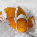clownfish-shrink-their-bodies-to-survive-ocean-heat-waves