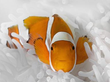 clownfish-shrink-their-bodies-to-survive-ocean-heat-waves