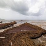 scientists-say-a-record-amount-of-seaweed-hit-the-caribbean-and-nearby-areas-in-may