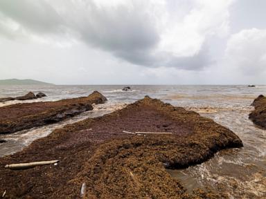 scientists-say-a-record-amount-of-seaweed-hit-the-caribbean-and-nearby-areas-in-may