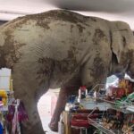 a-hungry-wild-elephant-raids-a-grocery-store-for-snacks-in-thailand