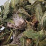 what-is-fusarium-graminearum,-the-fungus-us-authorities-say-was-smuggled-in-from-china?