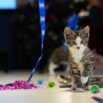 welcome-to-kitten-season,-when-animal-shelters-need-all-the-help-they-can-get