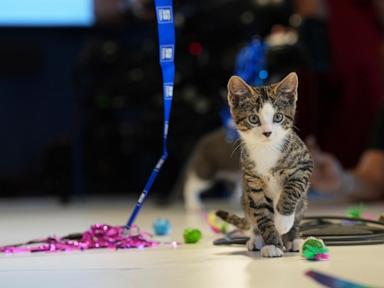 welcome-to-kitten-season,-when-animal-shelters-need-all-the-help-they-can-get