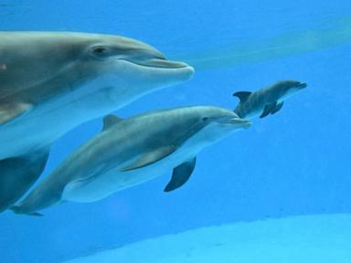 dolphin-calf-takes-first-breath-at-chicago-zoo-after-mom’s-friend-helps-with-birth