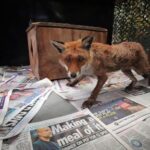 when-a-fox-says-‘help’-in-london,-there’s-often-an-ambulance-on-its-way
