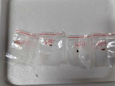 us-reports-the-arrest-of-another-chinese-scientist-with-no-permit-to-send-biological-material