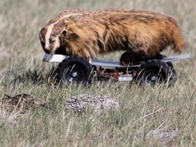 a-grassland-bird-eavesdrops-on-prairie-dog-calls-to-keep-itself-safe-from-predators
