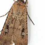 this-australian-moth-uses-the-stars-as-a-compass-to-travel-hundreds-of-miles