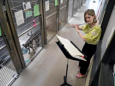 volunteers-use-the-universal-language-of-music-to-soothe-stressed-shelter-animals