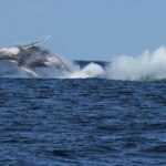 commuter-traffic-stops-for-whales-on-australia’s-humpback-highway