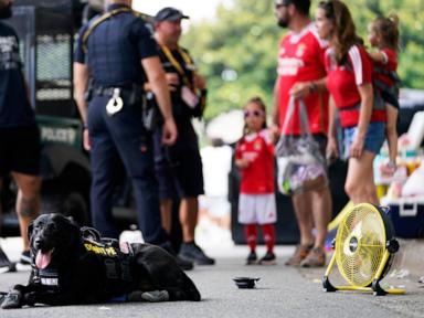 some-sniffer-dogs-at-club-world-cup-outfitted-with-booties-to-protect-paws-from-heat