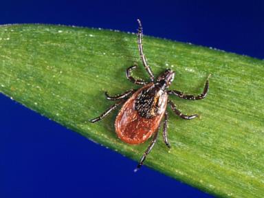 how-to-protect-yourself-from-ticks-year-round