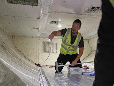 snake-on-a-plane-delays-a-flight-in-australia