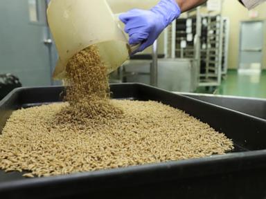 the-us-plans-to-begin-breeding-billions-of-flies-to-fight-a-pest