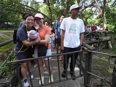 thousands-celebrate-baby-hippo-moo-deng’s-first-birthday-at-thailand-zoo