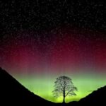 sycamore-gap-vandals-face-their-fate-in-english-court-for-felling-beloved-tree