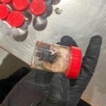 german-customs-show-tarantulas-hidden-in-spongecake-boxes-after-smuggling-bust